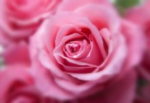 Les écrans et l’impudeur – Qu’en dit la Torah? – Partie 4